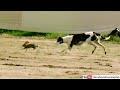 Rabbiting With Greyhounds Aka Coursing 2021