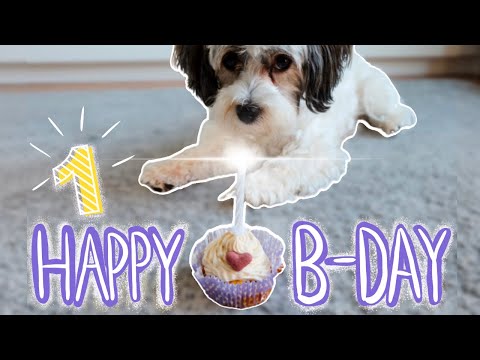 Fibis 1. GEBURTSTAG I 1. Lebensjahr I Fibis Adventures