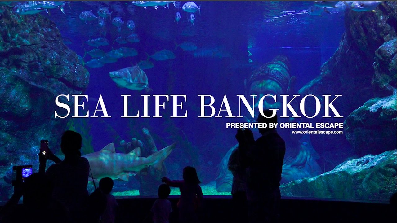 Catch a captivating glimpse of Sea Life Bangkok Ocean World.