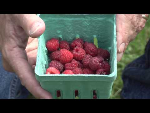 image-What are the different types of red raspberries?