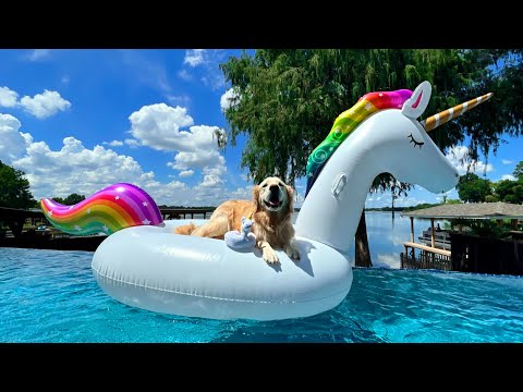 DOG'S BEST MOMENTS OF 2022