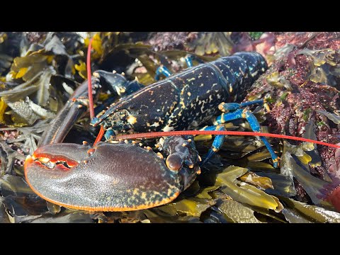 Coastal Foraging & Rockpooling in ROUGH WEATHER - Lobster, Crabs and Sea Creatures | The Fish Locker