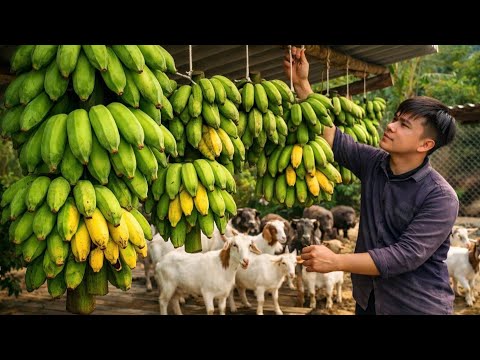 Harvesting Ripe Bananas, Taking Care of Livestock, and a Busy Day on the Farm