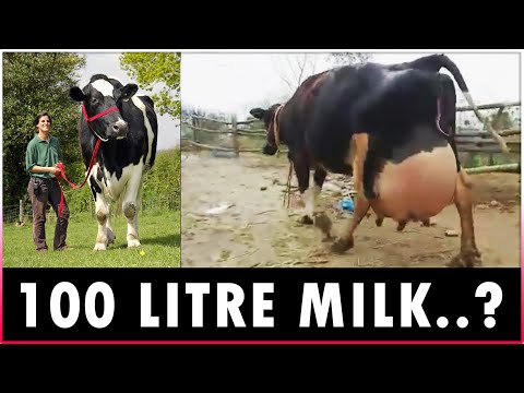 Highest Milk Producing Cow Breeds - Holstein Friesian, Jersey, Brown Swiss and Guernsey
