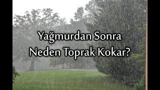 Dakik360/Doğa - Yağmurdan Sonraki Toprak Kokusu ve Aktinomisetler