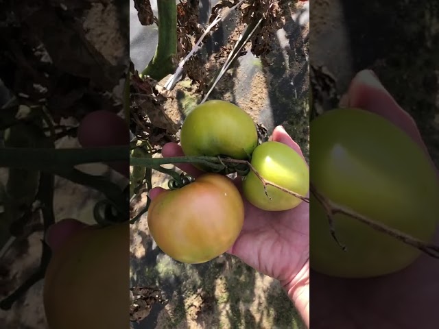 Стандарт поставки видео №1 Томат F1 Соната НК 