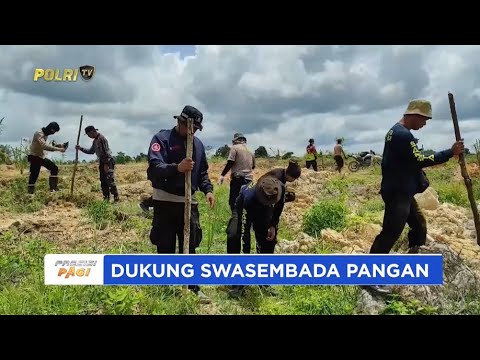 POLSEK MELIAU DAN POLRES SANGGAU TANAM JAGUNG TUMPANGSARI
