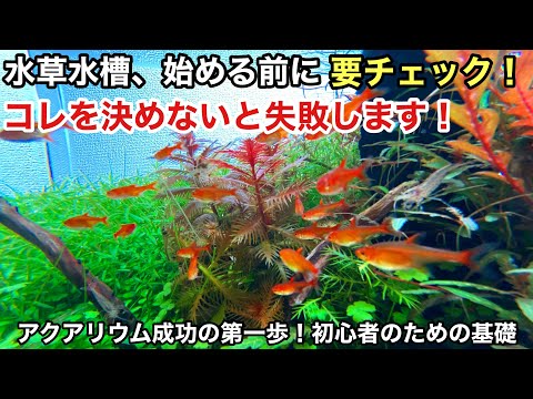 浅い水生植物 2022