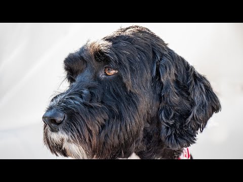 How to Train Your Portuguese Water Dog: Obedience Tips for Success