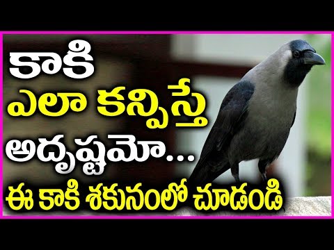download lagu mp3 mp4 About Crow In Telugu, download lagu About Crow In Telugu gratis, unduh video klip About Crow In Telugu