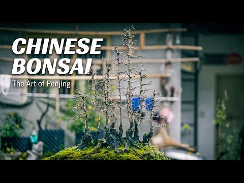The Art of Chinese Bonsai: An Enthusiast’s Immersive 9-Tree Shaping Documentary