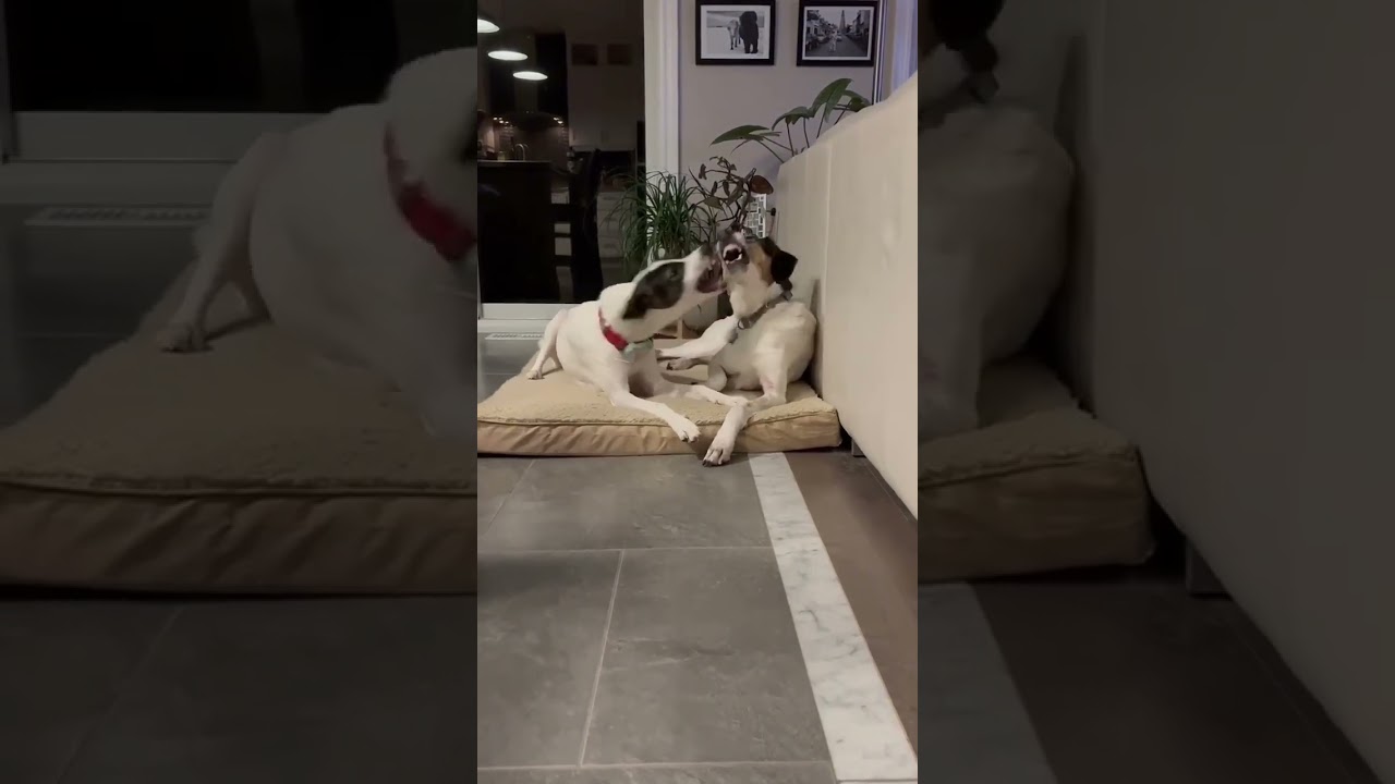 Enlarge Zoe, a ADOPTABLE mixed breed in London, ON video 6/6