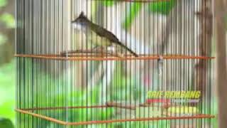 Download lagu MASTERAN BURUNG AMPUH!! Masteran wajib cucak jenggot gacor mp3 Download lagu MASTERAN BURUNG AMPUH!! Masteran wajib cucak jenggot gacor mp3