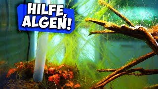 ALGENEXPLOSION IM RIESEN AQUARIUM | LÖSUNG (ohne Chemie) | Aqua Update