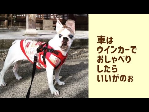ワンワンU・x・Uお悩み相談室1️⃣7️⃣〜福井市「ミモザちゃん」🐶#車線変更は早めにウィンカーで合図📣