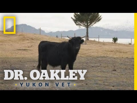 A Limping Bull Gets a Check Up | Dr. Oakley, Yukon Vet