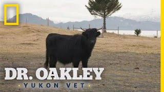 A Limping Bull Gets a Check Up | Dr. Oakley, Yukon Vet