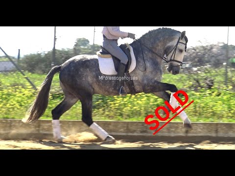 *SOLD*  Baroque Sport Andalusian PRE Stallion 2014 - 1,70 m | #MP224