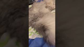 ペルシャ猫のペル君 #22