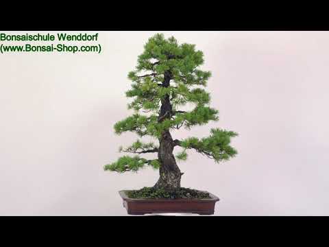 Japanische Mädchenkiefer, Bonsai, 50 Jahre, 99cm, OPINPAR501-09