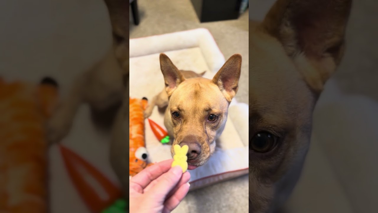 Enlarge Bunty, a Adoptable mixed breed in Decatur, GA video 6/6