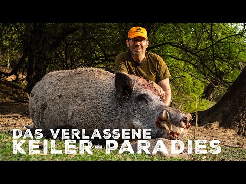 Das verlassene Keiler-Paradies - Tadschikistan