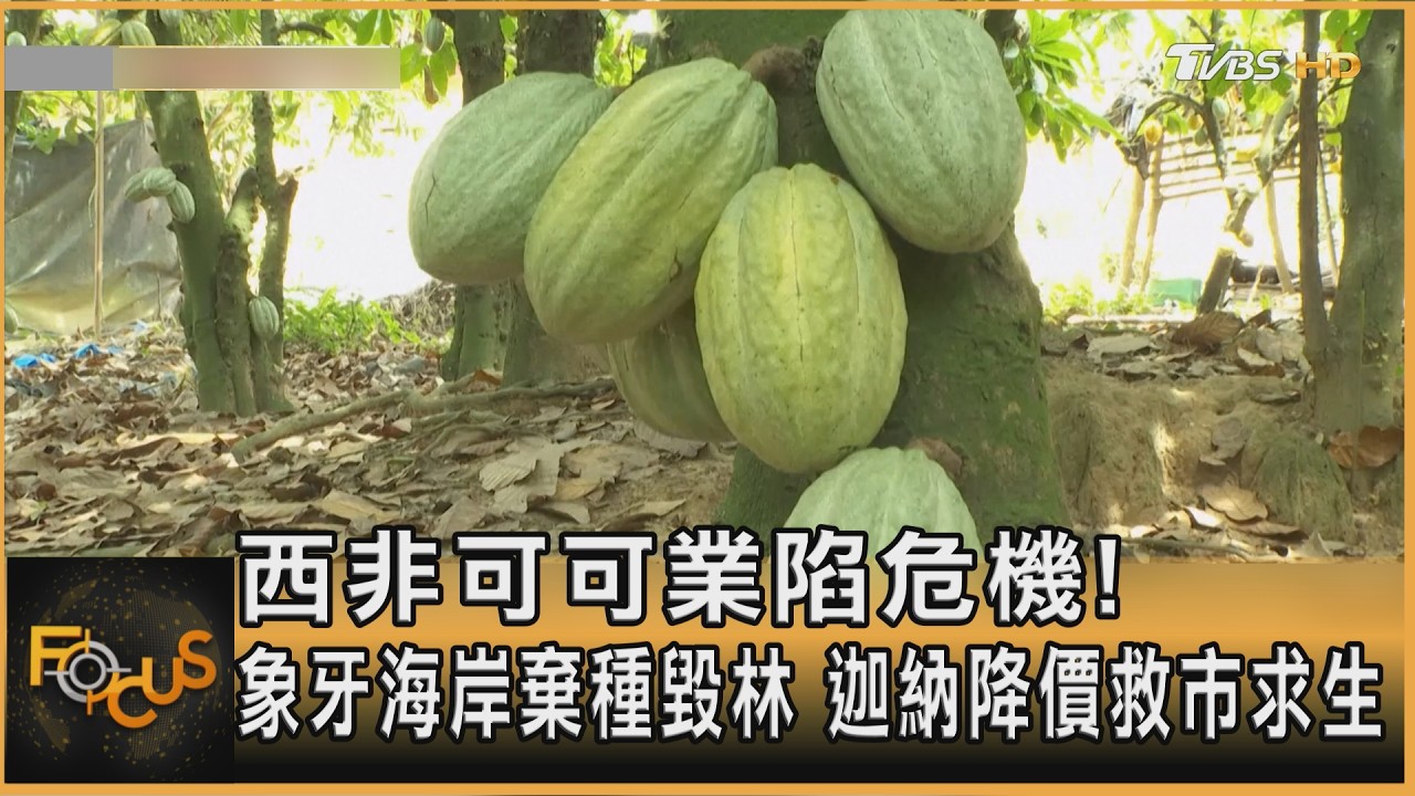 西非可可業陷危機!象牙海岸棄種毀林 迦納降價救市求生