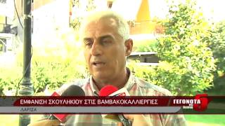 ΕΜΦΑΝΙΣΗ ΣΚΟΥΛΗΚΙΟΥ ΣΤΙΣ ΒΑΜΒΑΚΟΚΑΛΛΙΕΡΓΙΕΣ