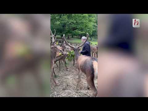 Փաշինյանն ու եղջերուները. Աննա Հակոբյանը տեսանյութ է հրապարակել