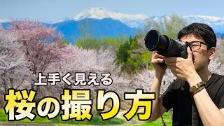上手く見える桜の撮り方！【解説】【写真家】