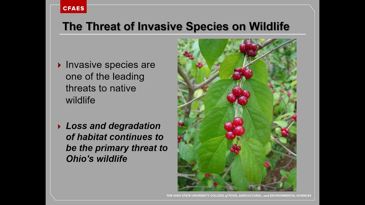 Invasive Plant Impacts on wildlife