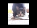 10 Hours - Cat Wiggle Wiggle Wiggle!