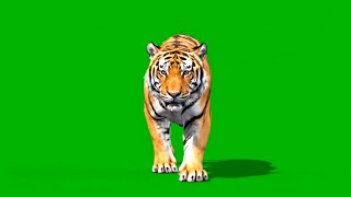 Download lagu Green Screen Tiger Walking Footage | Cinematic Wildlife VFX mp3