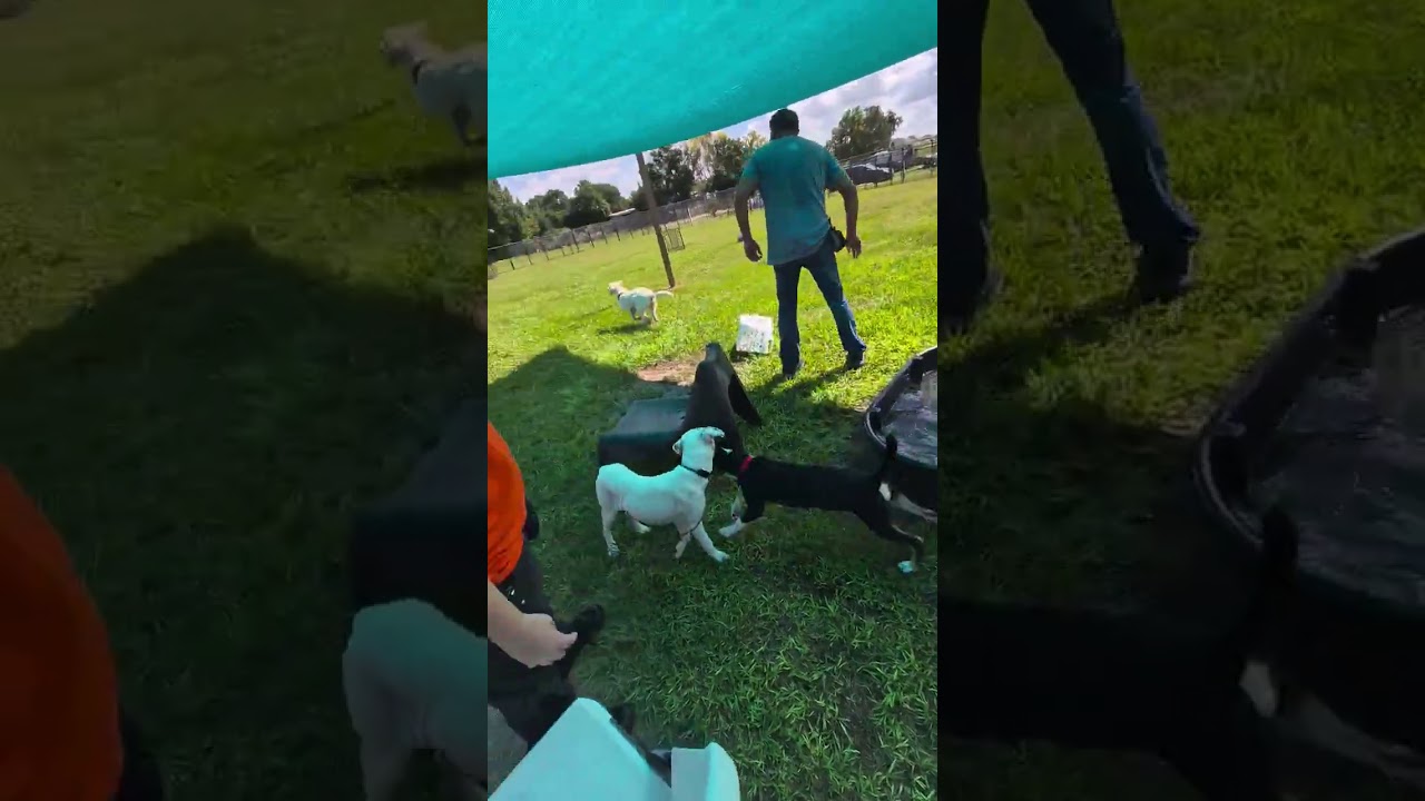 Maggie, an adoptable American Bully in Winter Haven, FL video 6/6