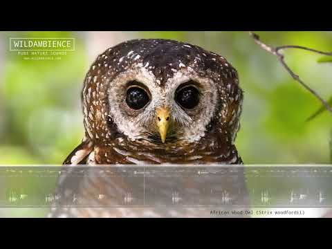 African Wood Owl Call — calling at night