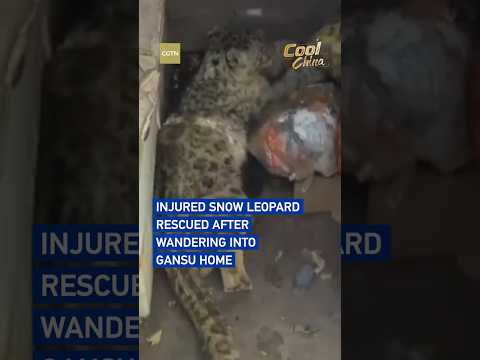 Injured snow leopard rescued after wandering into Gansu home #coolchina