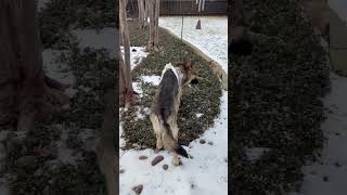 Video preview image #1 German Shepherd Dog Puppy For Sale in Boonton, NJ, USA