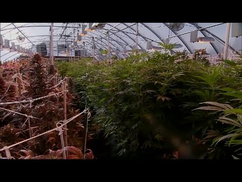 New York Marijuana Legalization