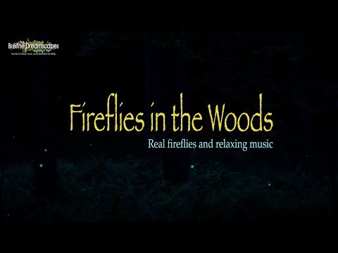 Fireflies in the Woods relaxation meditation Natural Sounds & Music