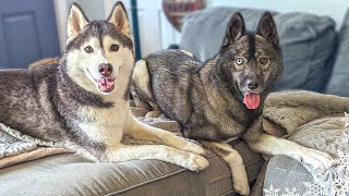What it's REALLY Like When My Dogs Have Couch Zoomies! ⏩