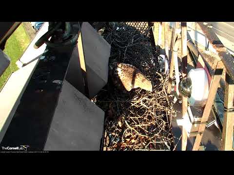 Big Red Checks In As Male Makes "Nestorations" – Dec. 6, 2017