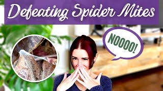 The ULTIMATE Guide to Defeating and Preventing Spider Mites | Everything You Need to Know