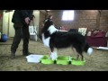 Paws4Fun Workshop Balans En Coördinatie