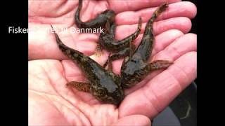 Værtsfisk i Susåen