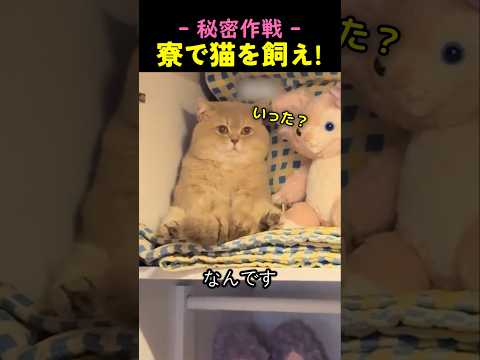 ❤️2100万❤️寮にこっそり猫を連れてきたんだけど&hellip;