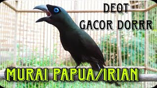 Download lagu murai papua /irian gacor ngakak mp3
