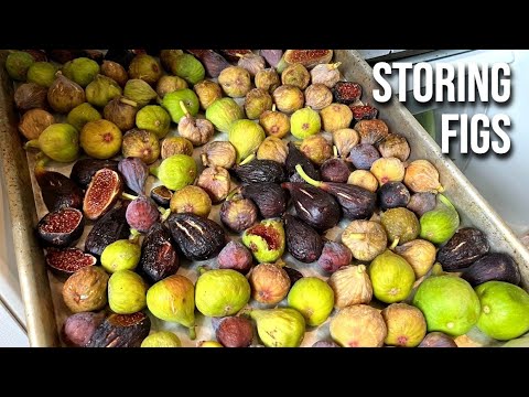 Storing Figs for Optimal Shelf Life: Refrigerating, Freezing, & Making Jam