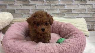 トイプードルの動画01