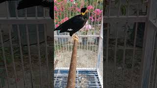 Download lagu suara asli burung beo#shorts mp3