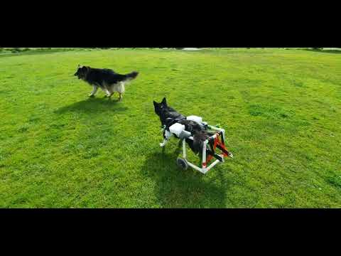 Paraplegic kelpie dog in wheelchair playing with german shepherd